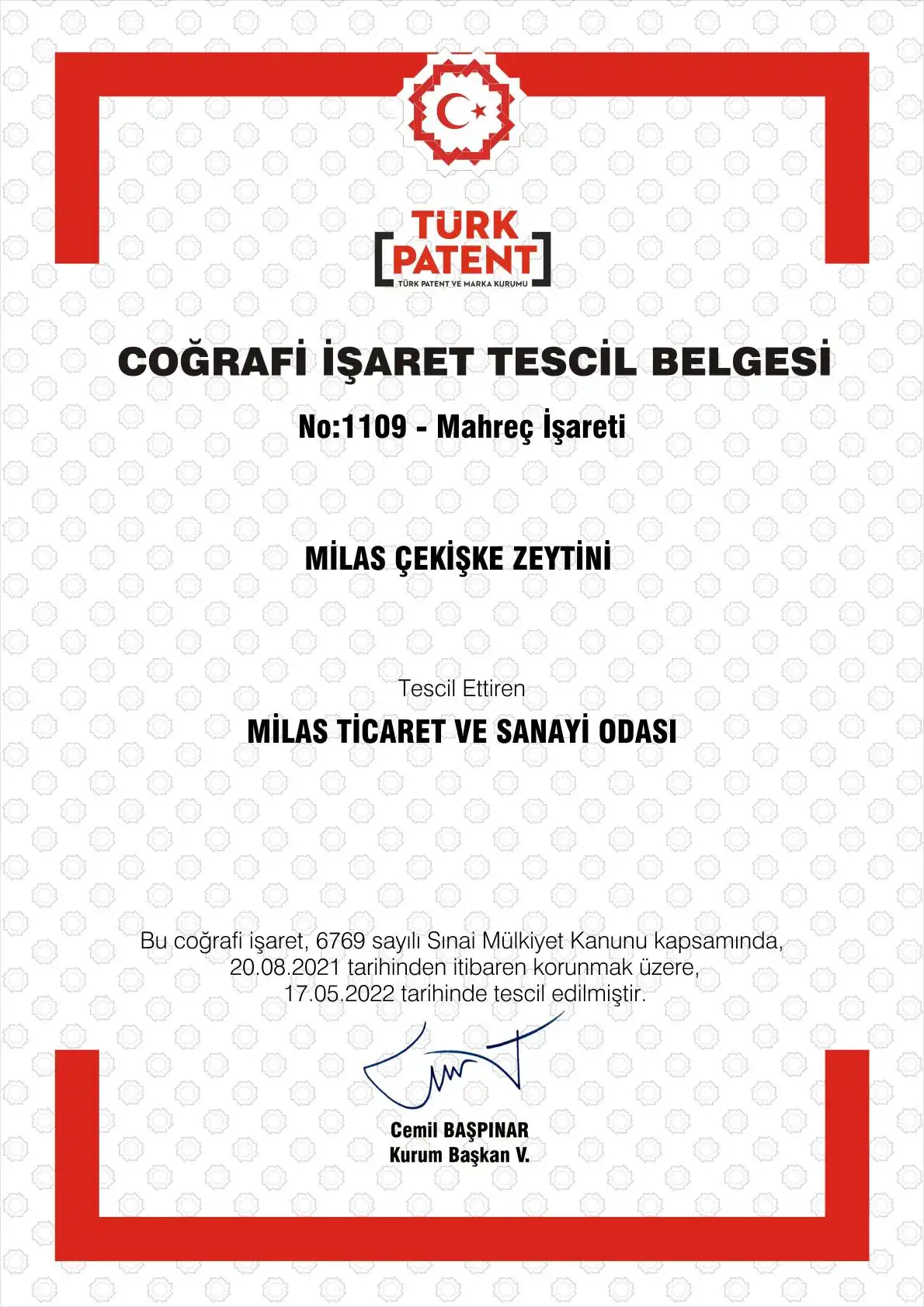 Milas Çekişke Zeytini