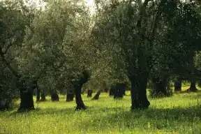 ZEYTİN VE ZEYTİNYAĞI İHRACATI YÜKSELİŞTE