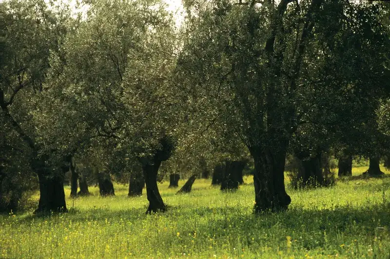 ZEYTİN VE ZEYTİNYAĞI İHRACATI YÜKSELİŞTE