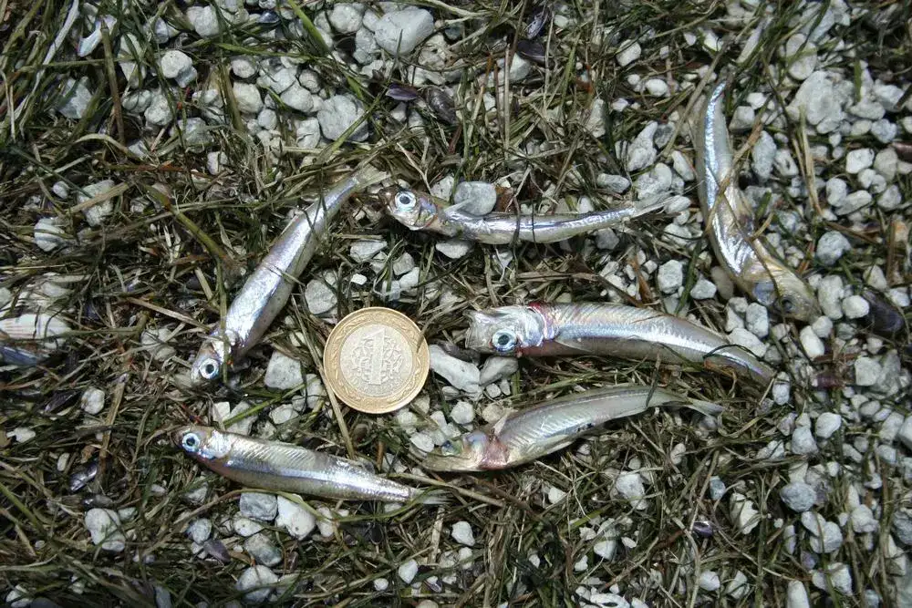 MİTSO'nun Bafa raporunu soru önergesine Çevre Bakanlığından yanıt: "HER ŞEY USULÜNE UYGUN YAPILMAKTA, USULE UYGUN OLMAYANA İDARİ YAPTIRIM UYGULANMAKTA" - 2