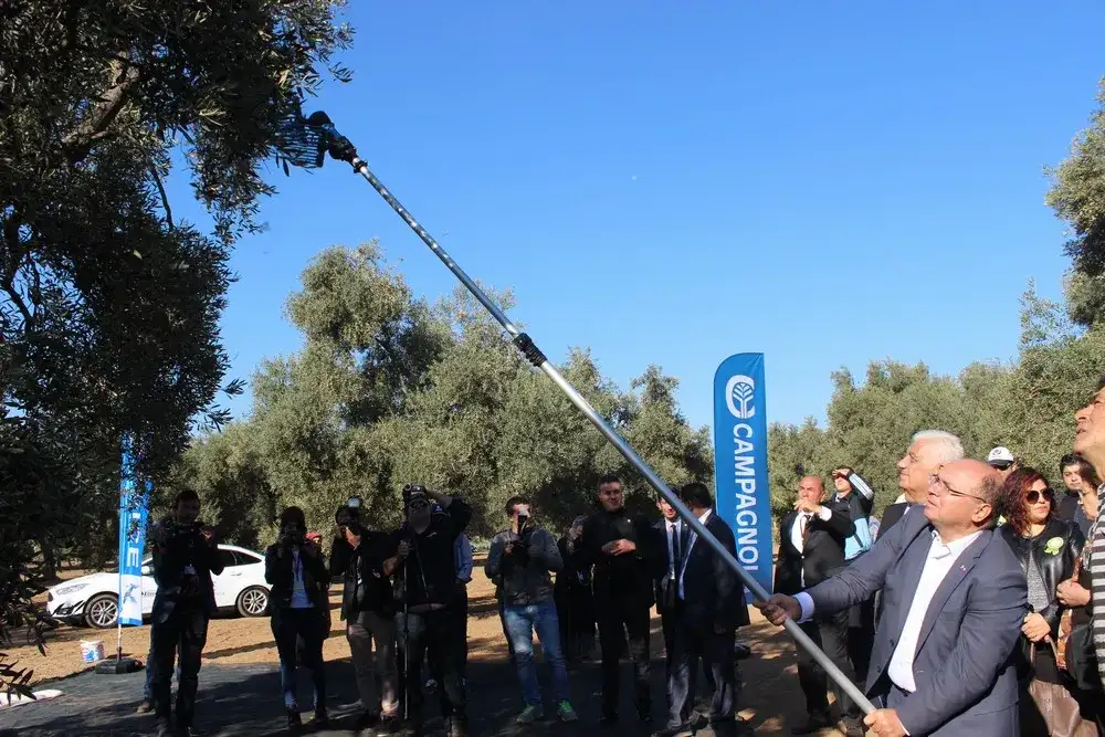 MİLAS, 3. ZEYTİN HASAT ŞENLİĞİ İLE ŞENLENDİ VE UMUTLANDI - 3