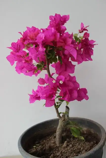 DÜNYANIN EN BÜYÜK BEGONVİL BAHÇESİ MİLAS'TA - 2