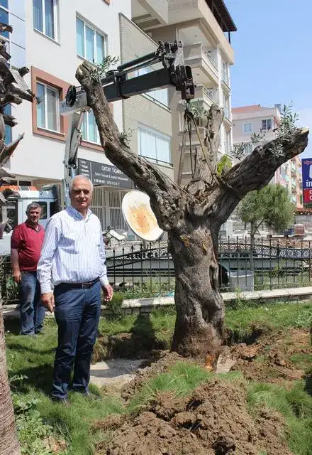 MİTSO'NUN BAHÇESİNE 200 YAŞINDA ZEYTİN AĞACI DİKİLDİ - 2