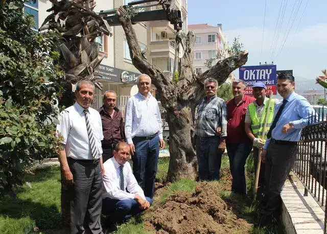MİTSO'NUN BAHÇESİNE 200 YAŞINDA ZEYTİN AĞACI DİKİLDİ