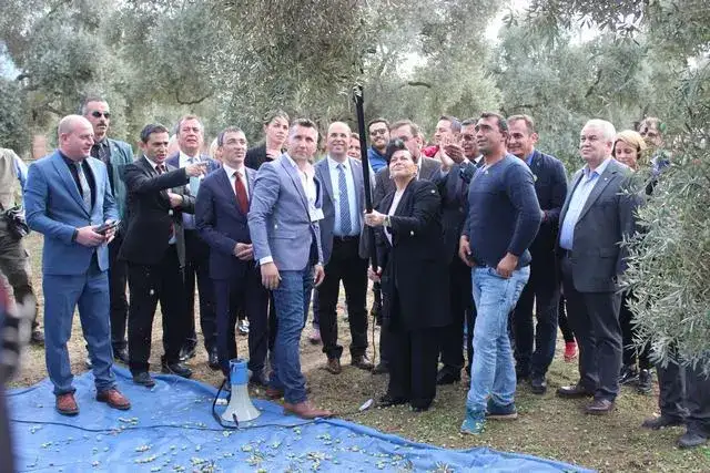 MİLAS 4. ZEYTİN HASAT ŞENLİĞİ CANAN KARATAY'IN DA KATILIMIYLA YAPILDI  CANAN KARATAY : ZEYTİNYAĞI ALTIN SUYUDUR. - 4