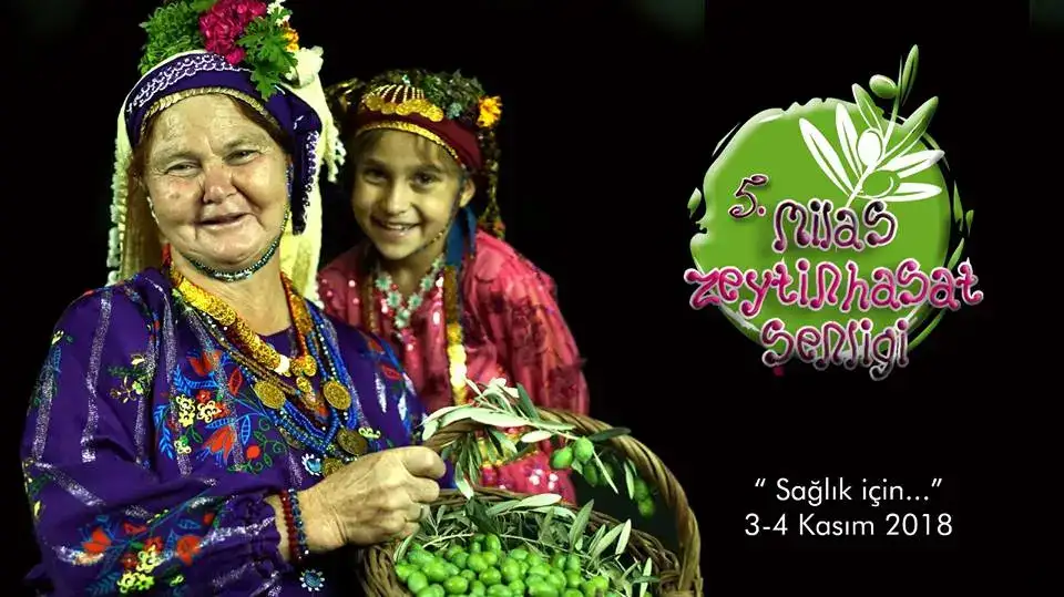 MİLAS ZEYTİN HASAT ŞENLİĞİ 24 KASIM'DA KÖY TV'DE... - 1