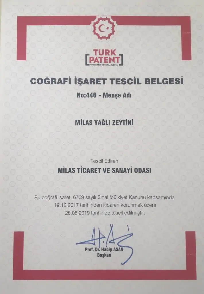 MİTSO YİNE BAŞARDI... MİLAS YAĞLI ZEYTİNİ DE ARTIK COĞRAFİ İŞARETLİ - 1