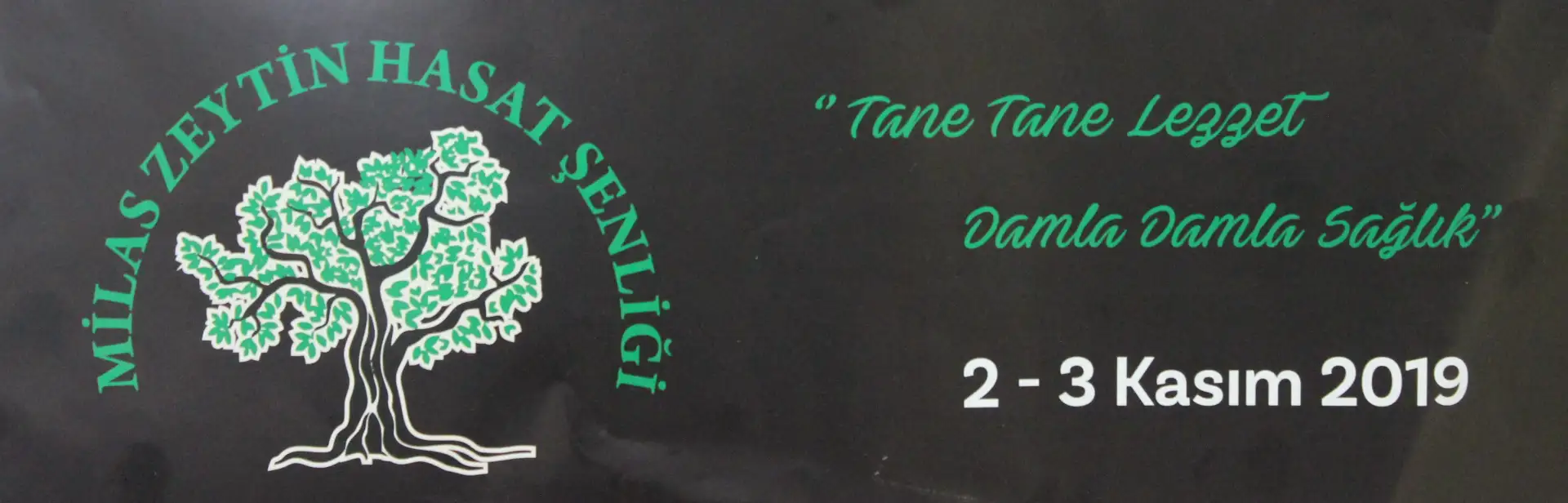 MİLAS 6. ZEYTİN HASAT ŞENLİĞİ 2 / 3 KASIM'DA YAPILACAK - 1