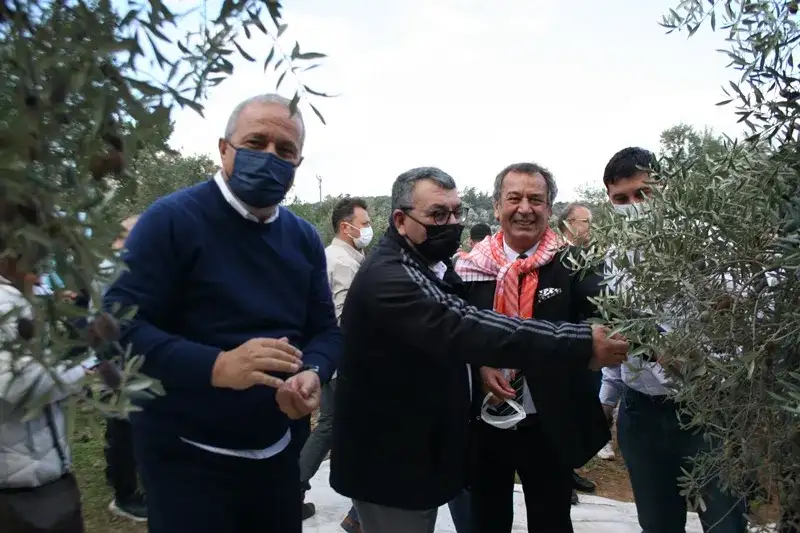 MİLAS, 7. ZEYTİN HASAT ŞENLİĞİ İLE ŞENLENDİ - 1