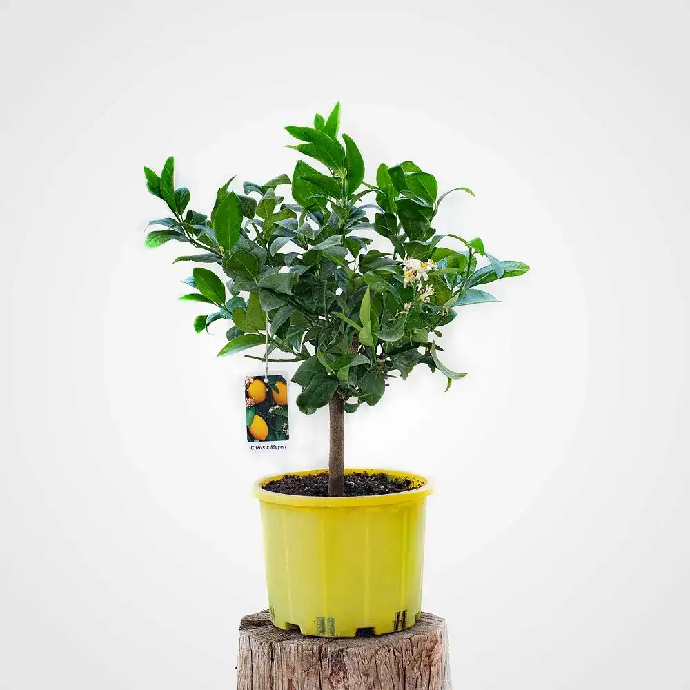 MİLAS'TA SAKSIDA LİMON ÜRETİYORLAR: HEDEF İHRACAT - 1