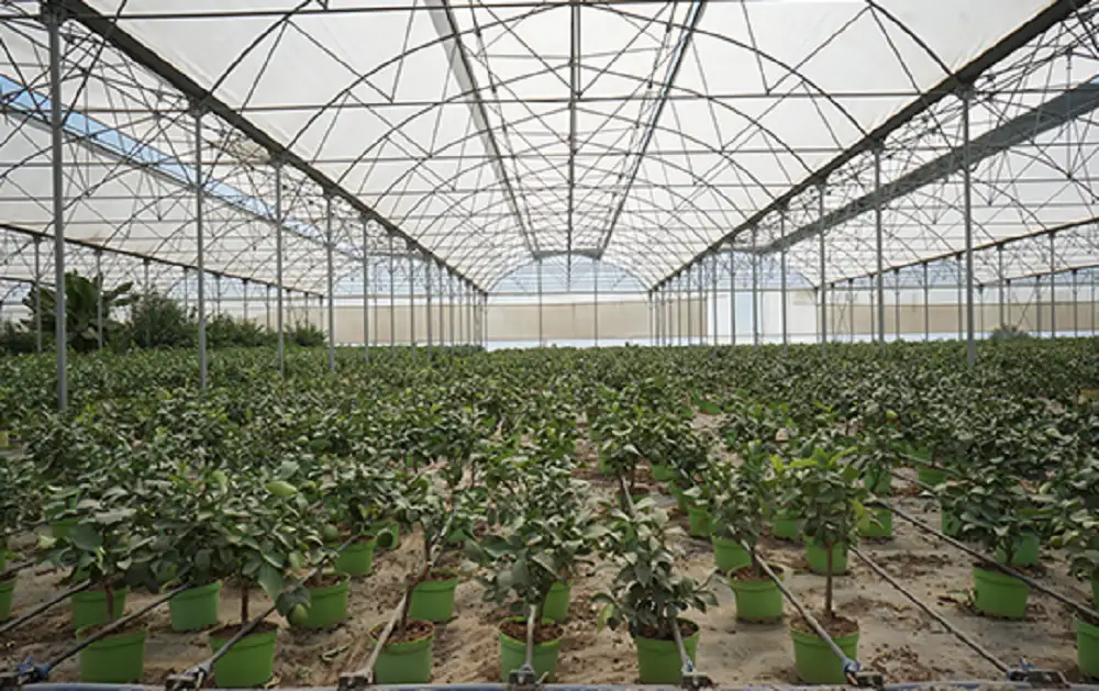 MİLAS'TA SAKSIDA LİMON ÜRETİYORLAR: HEDEF İHRACAT - 2