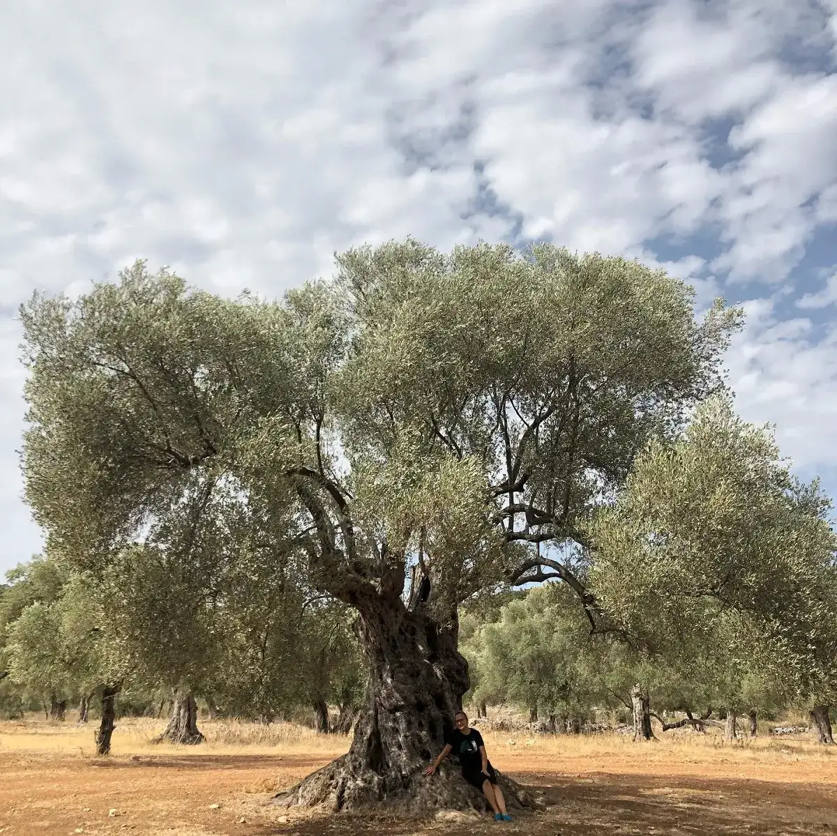 MİLAS'IN 3 BİN 200 YAŞINDAKİ ATA AĞACI AVRUPA KONSEYİNİN ZEYTİN AĞACI KÜLTÜR ROSTASININ "İLGİ NOKTASI" OLDU - 1