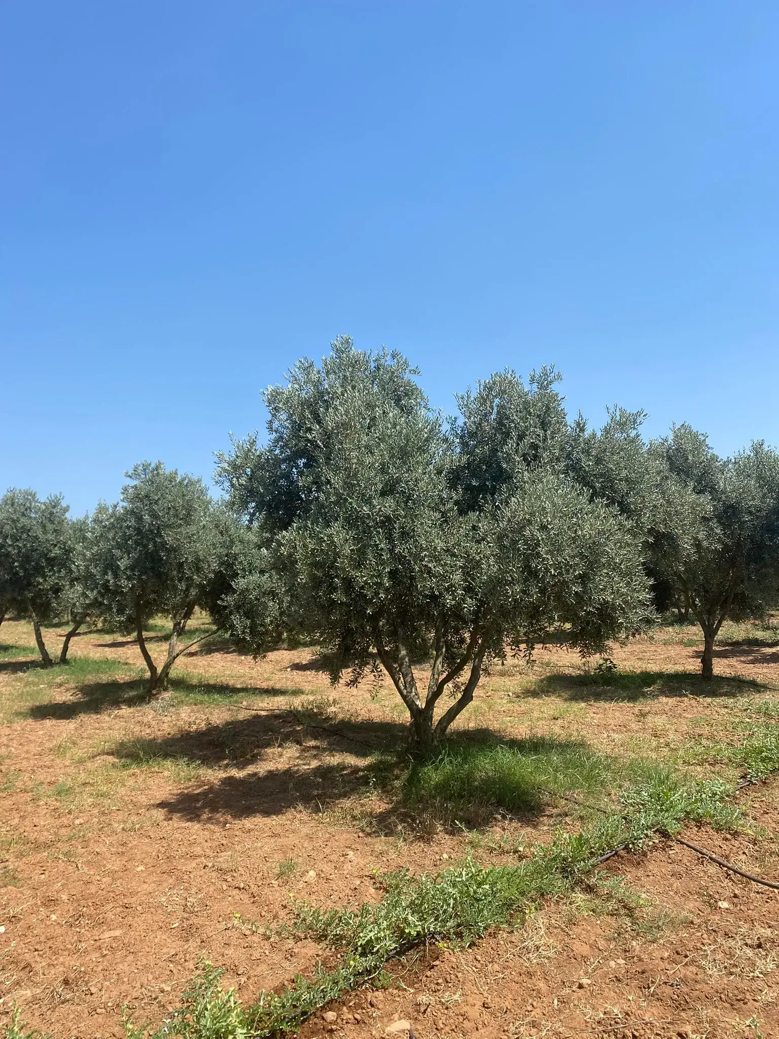 Project to Develop Olive Growing in Milas Continues at Full Speed - 2