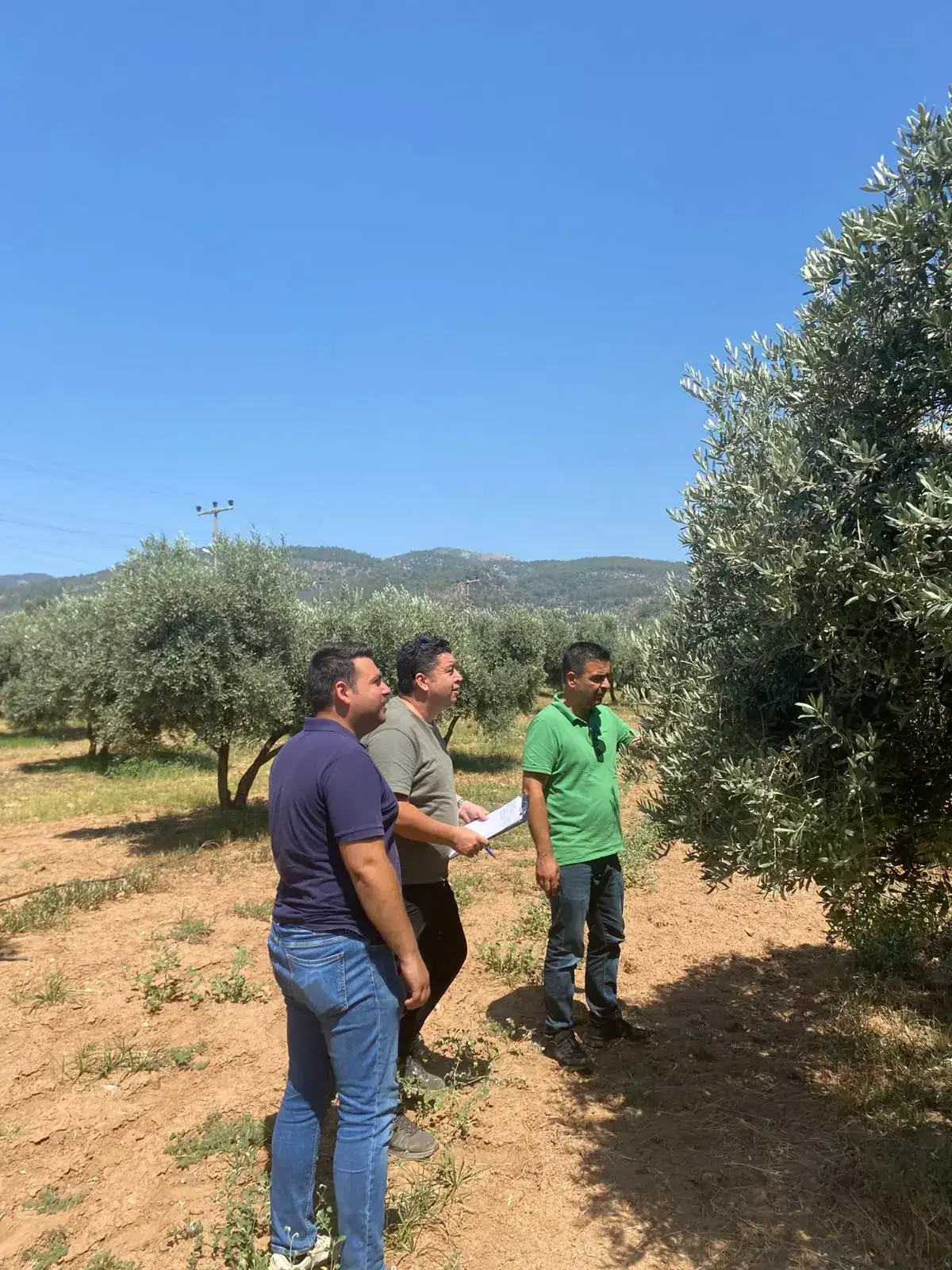 Project to Develop Olive Growing in Milas Continues at Full Speed