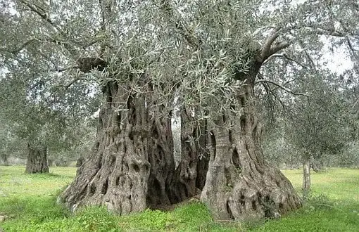 MUĞLA ODALARI VE BORSASINDAN ORTAK AÇIKLAMA: “ZEYTİN MUĞLA’DA YAŞAMIN, BOLLUĞUN VE BEREKETİN SİMGESİDİR”
